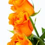 Brievenbus Rozen oranje detail